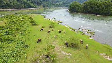 4K航拍动物河边的水牛视频的预览图